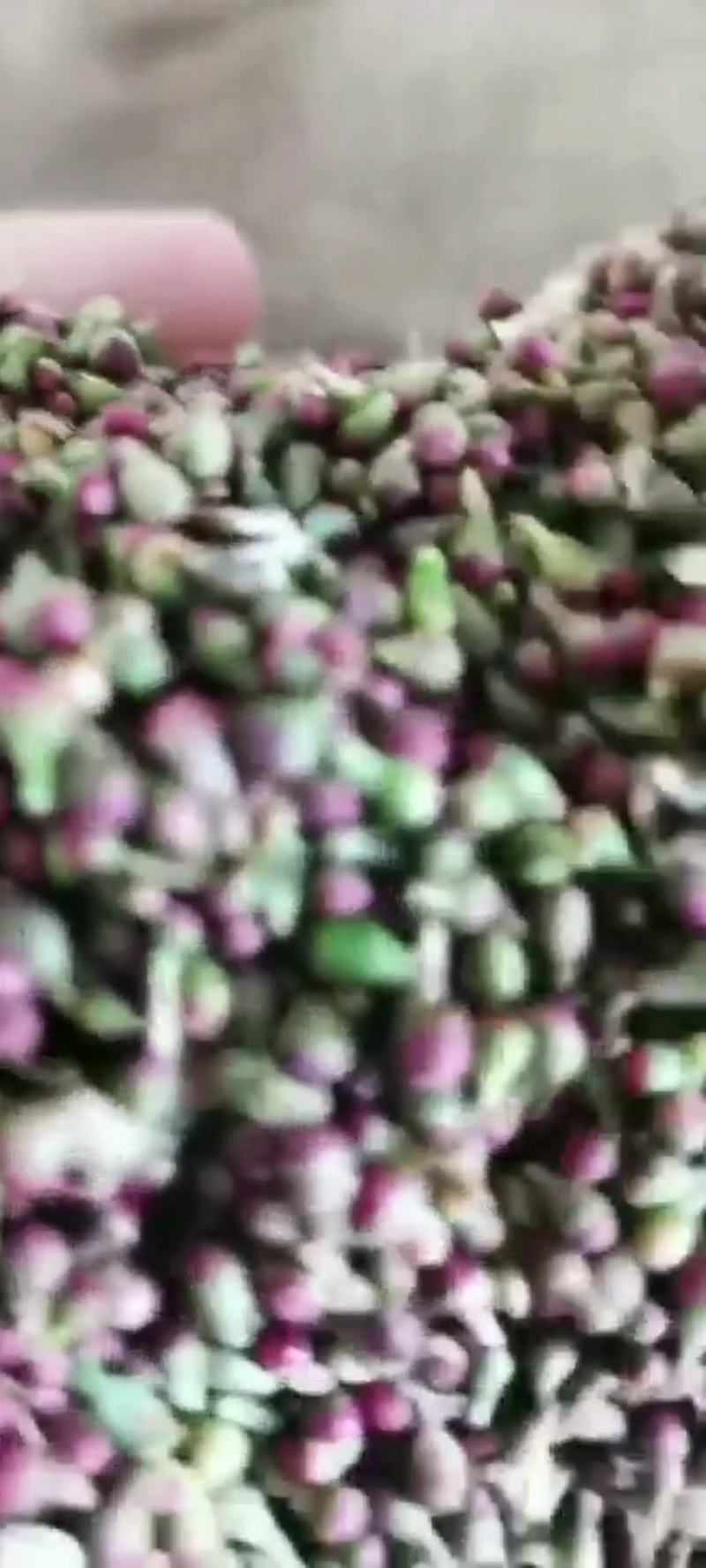 拳参珠芽蓼籽出售定货