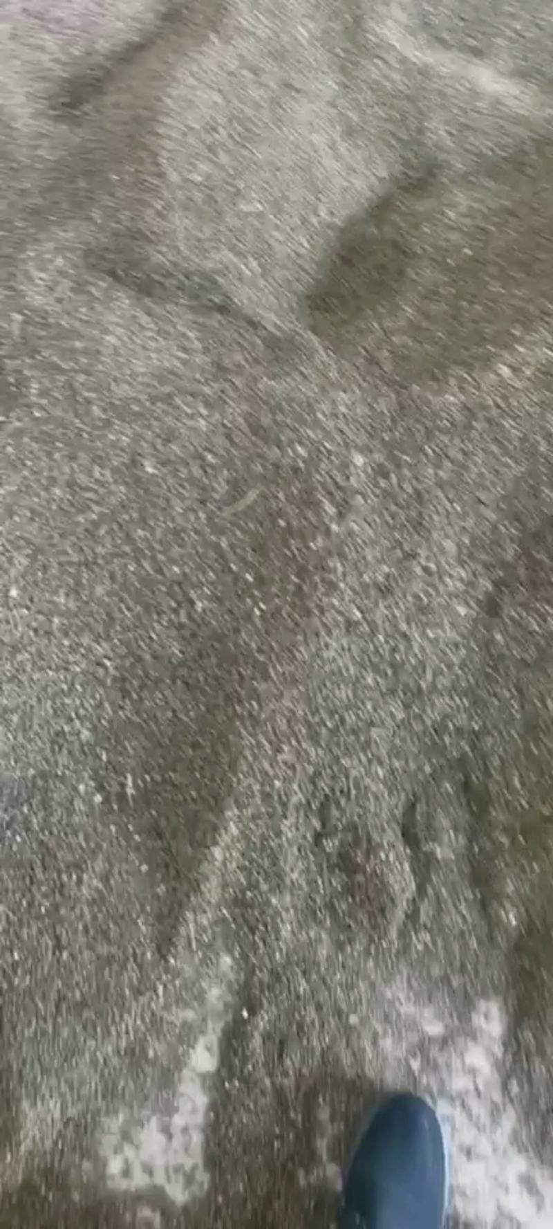 拳参珠芽蓼籽出售定货