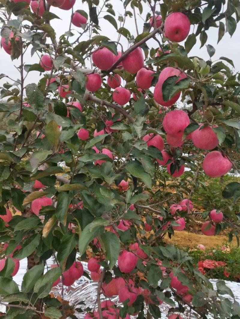 绥中红嘎啦苹果上市了