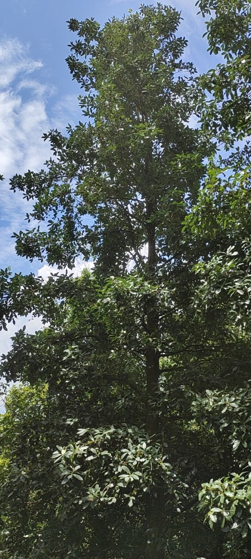 原产地八角大量上市欢迎大家咨询，干八角。干枝八角，