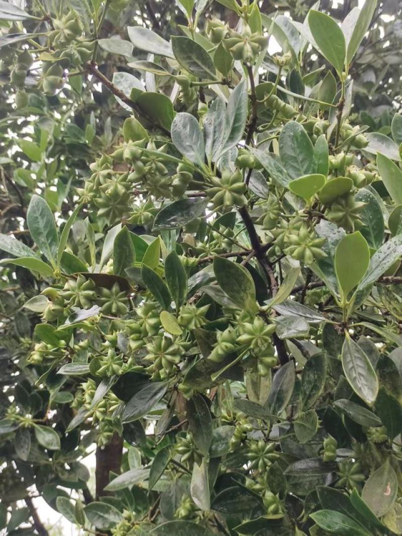 原产地八角大量上市欢迎大家咨询，干八角。干枝八角，