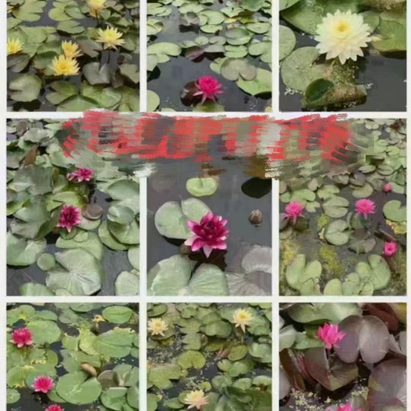 盆栽睡莲