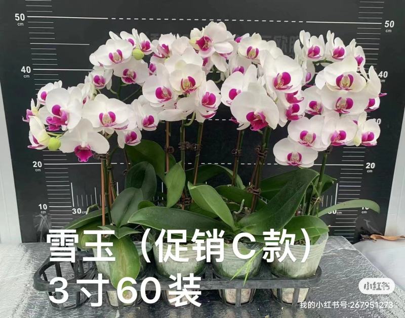 蝴蝶兰兰花盆栽拼箱单发基地直发实物现货实拍78910元