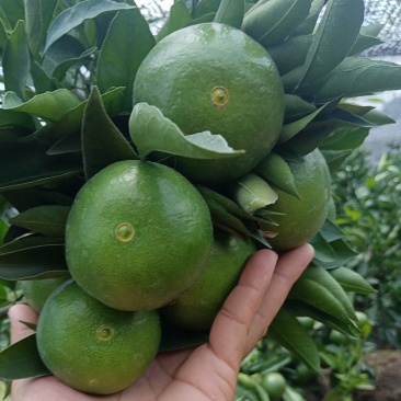 精品特早蜜橘