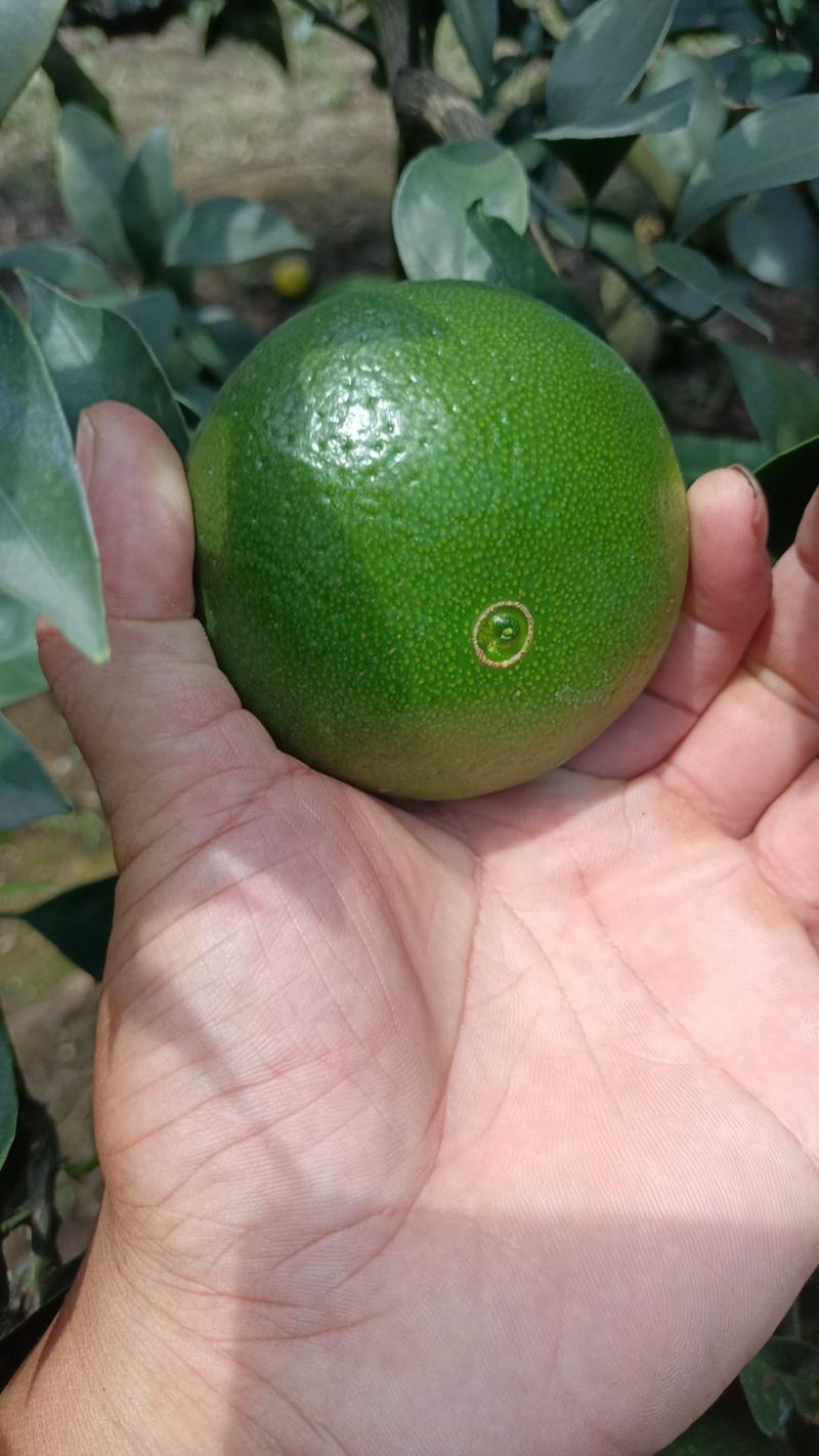 精品特早蜜橘