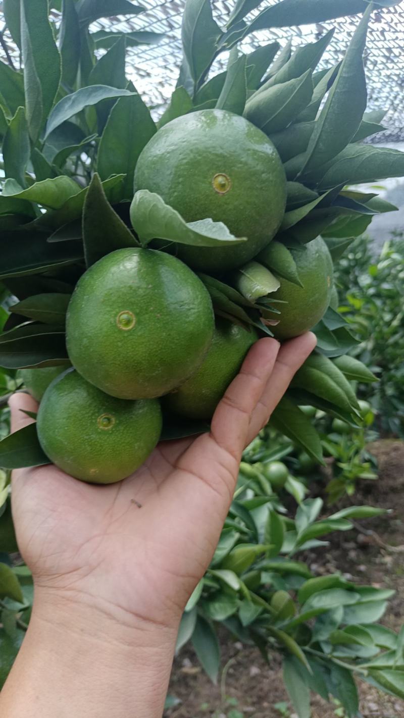 精品特早蜜橘