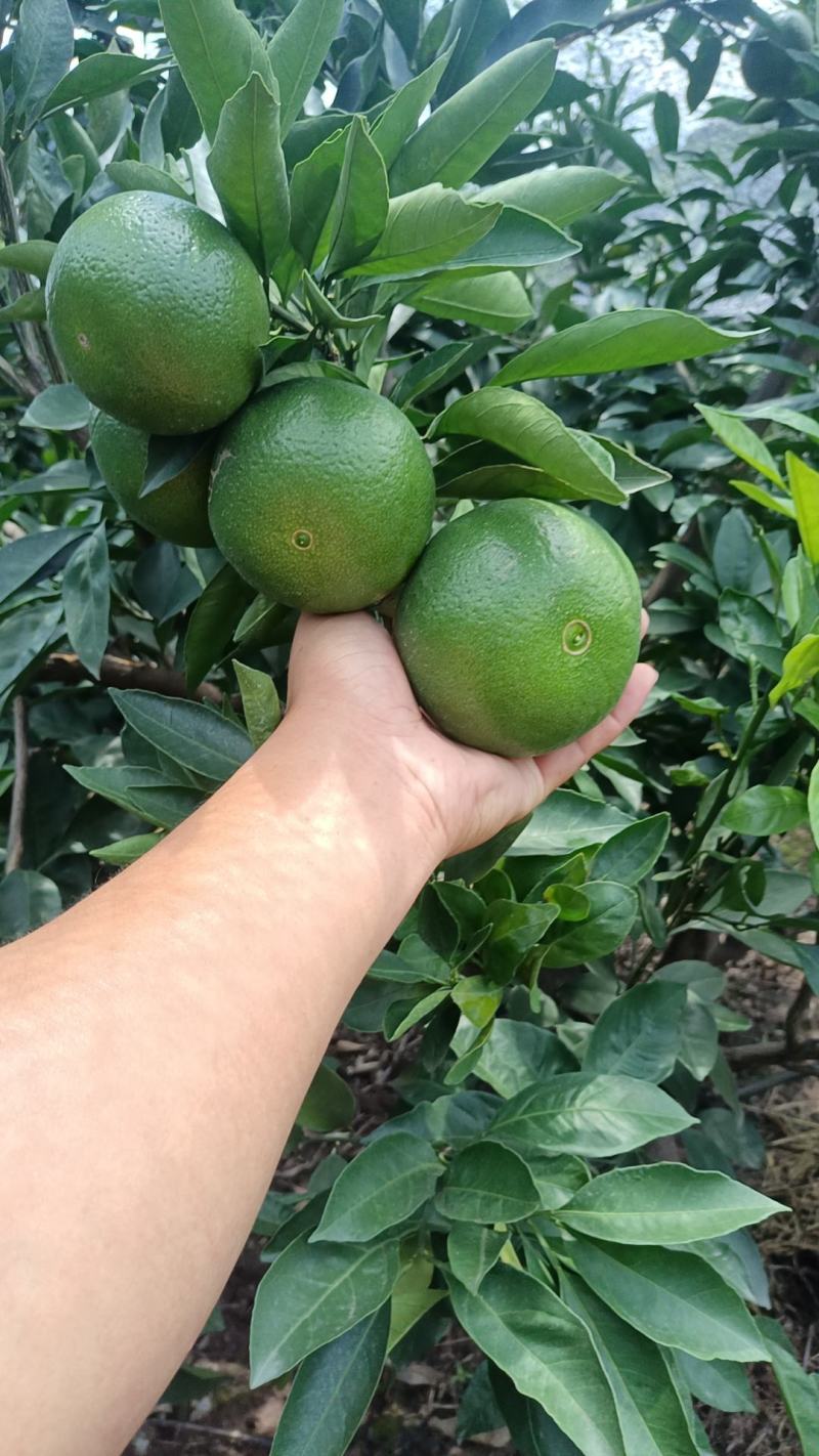 精品特早蜜橘