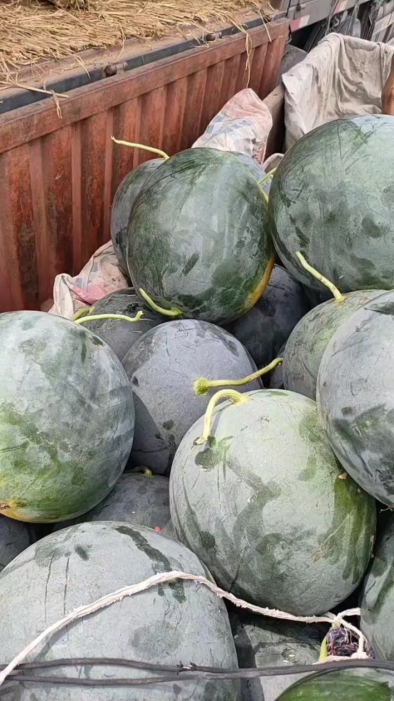 精品黑无籽，产地直发，大量供货价格便宜，质量保证