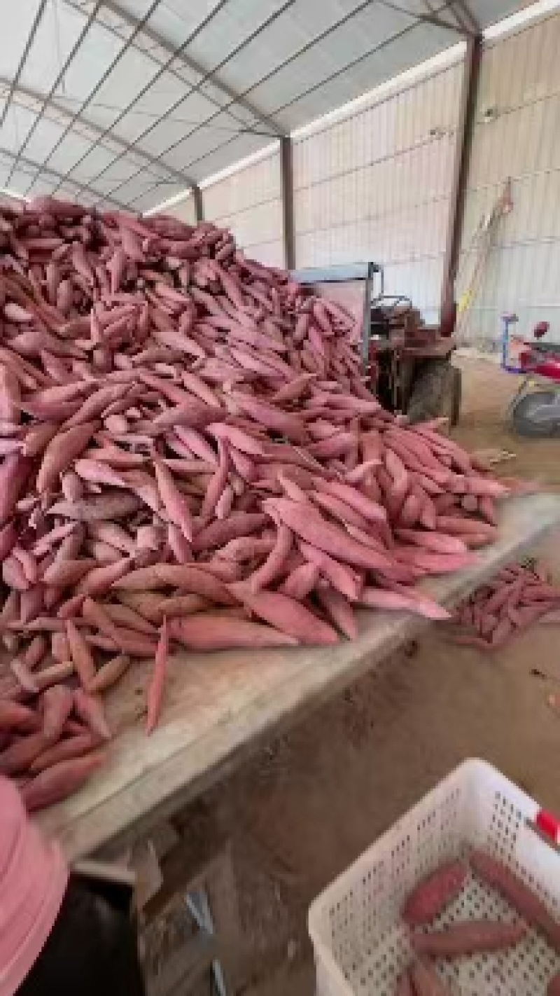 纯沙地西瓜红密薯颜色好条形好，糯甜