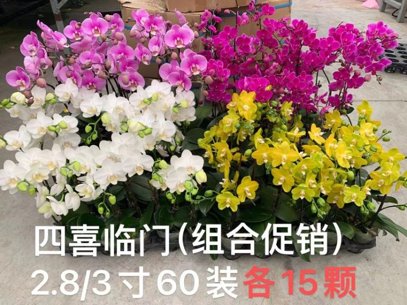 蝴蝶兰兰花盆栽拼箱单发基地直发实物现货实拍78910元