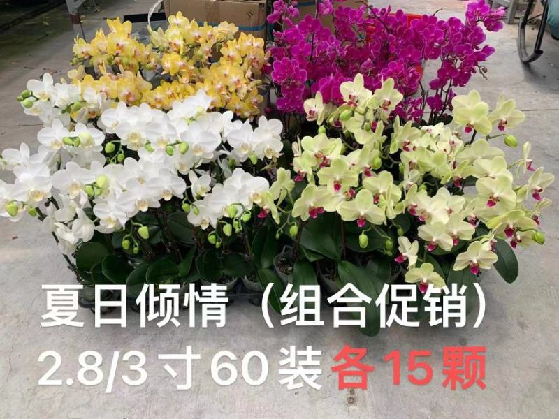 蝴蝶兰兰花盆栽拼箱单发基地直发实物现货实拍78910元