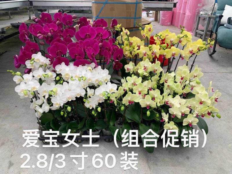 蝴蝶兰兰花盆栽拼箱单发基地直发实物现货实拍78910元