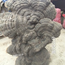 桑黄有货