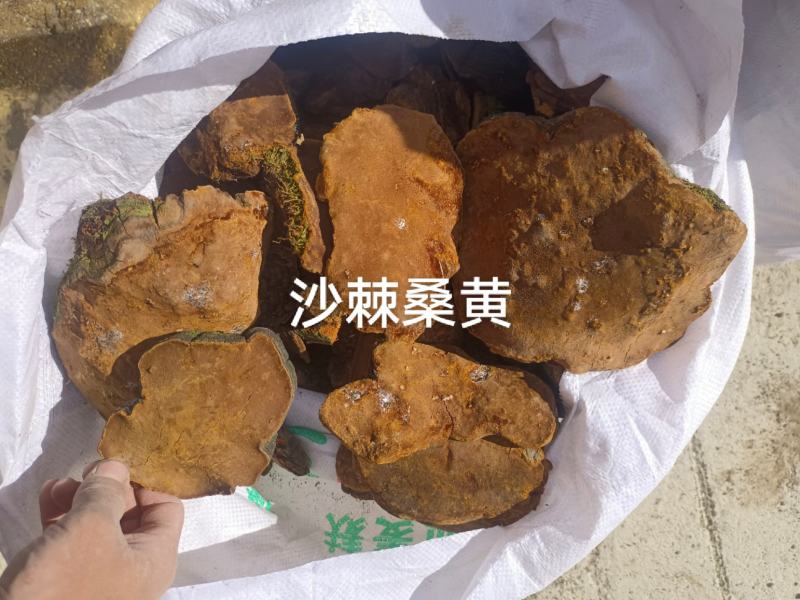 桑黄有货
