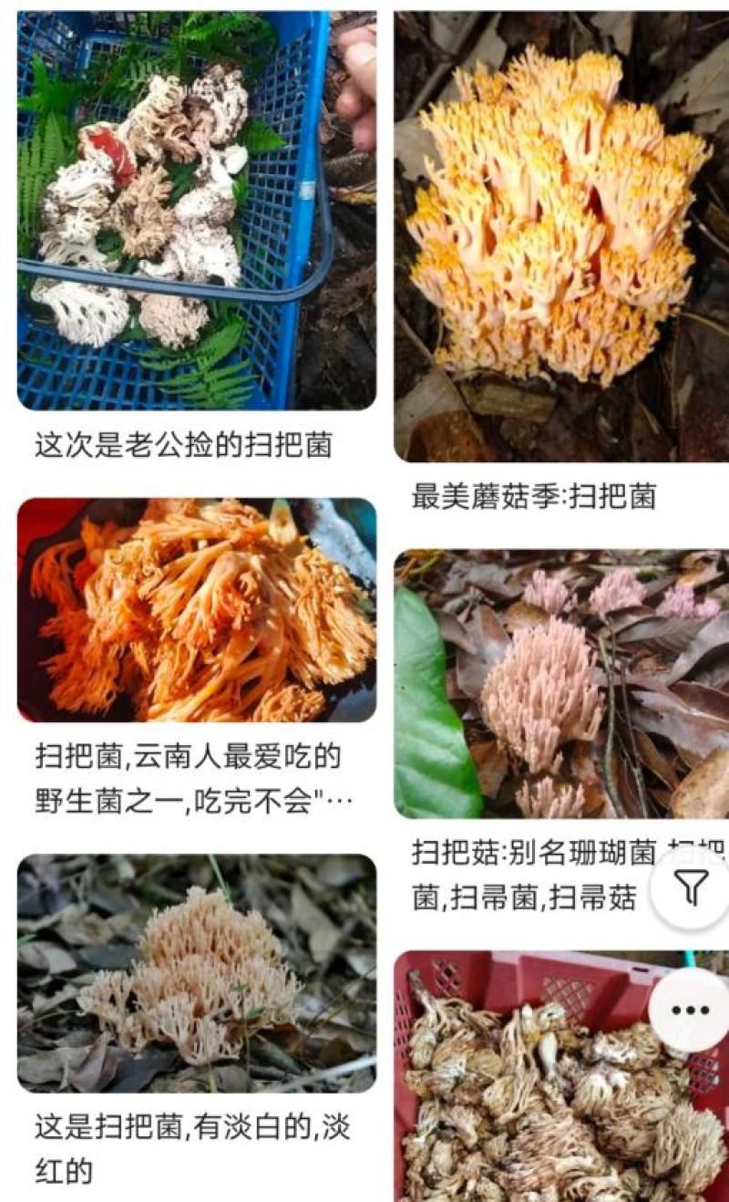 野生菌