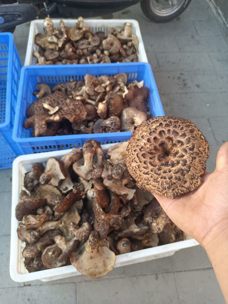 野生菌