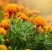 万寿菊种子四季开花易活臭芙蓉花种籽子孔雀草花种子重瓣万寿