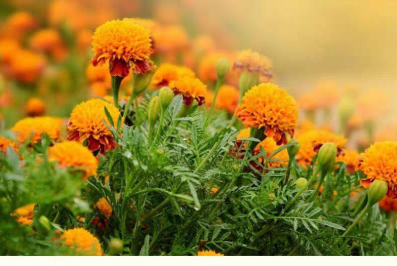 万寿菊种子四季开花易活臭芙蓉花种籽子孔雀草花种子重瓣万寿