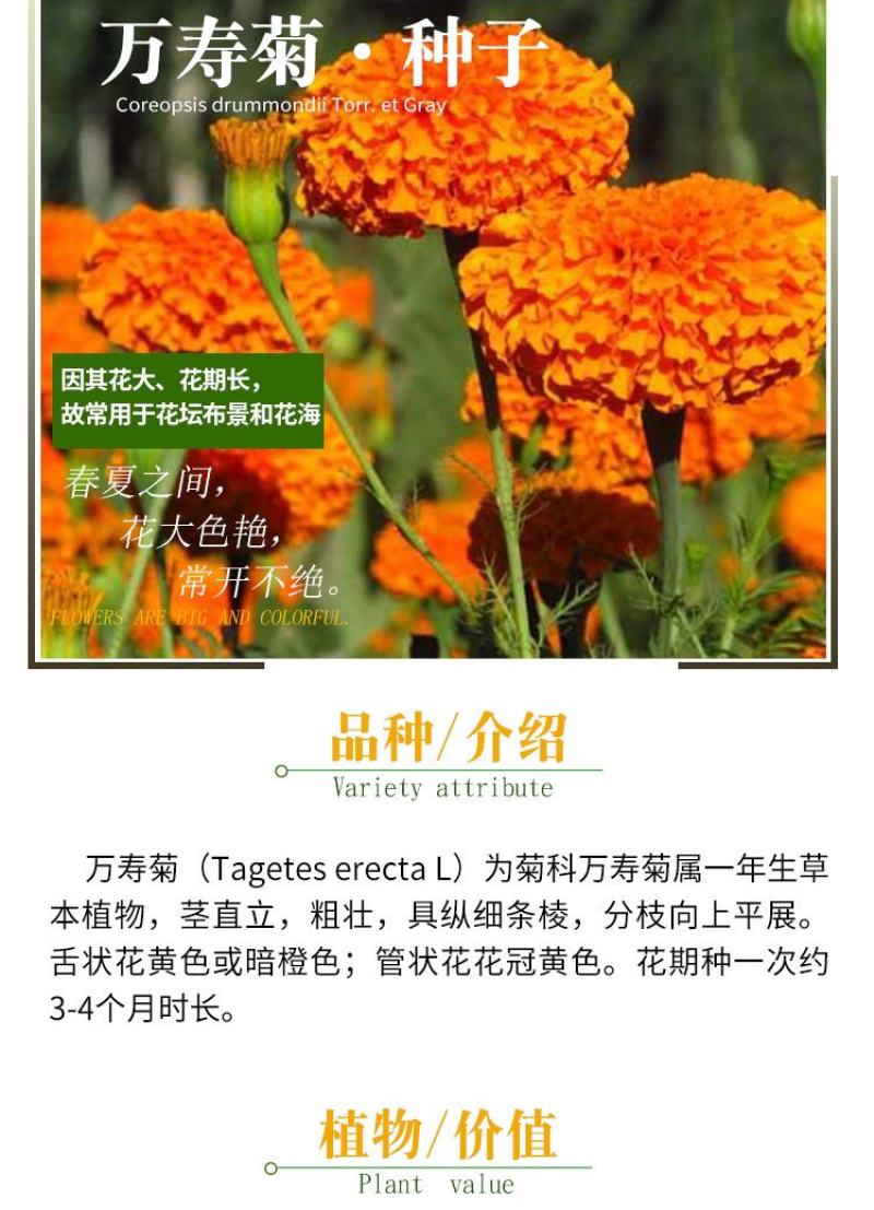 万寿菊种子四季开花易活臭芙蓉花种籽子孔雀草花种子重瓣万寿