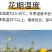 万寿菊种子四季开花易活臭芙蓉花种籽子孔雀草花种子重瓣万寿
