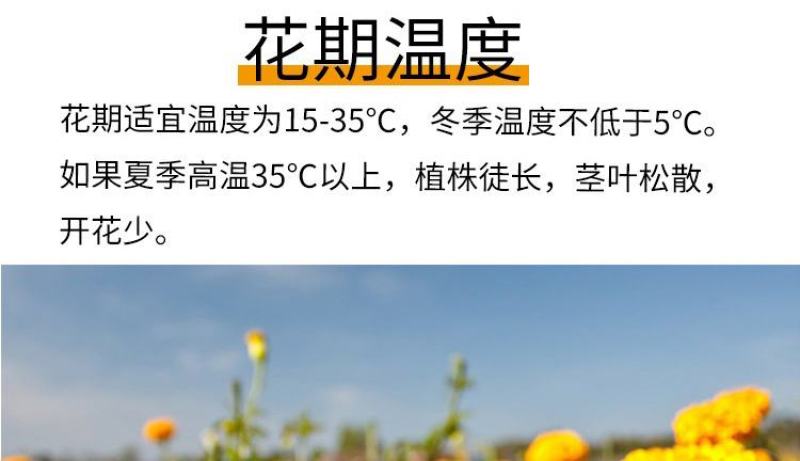 万寿菊种子四季开花易活臭芙蓉花种籽子孔雀草花种子重瓣万寿