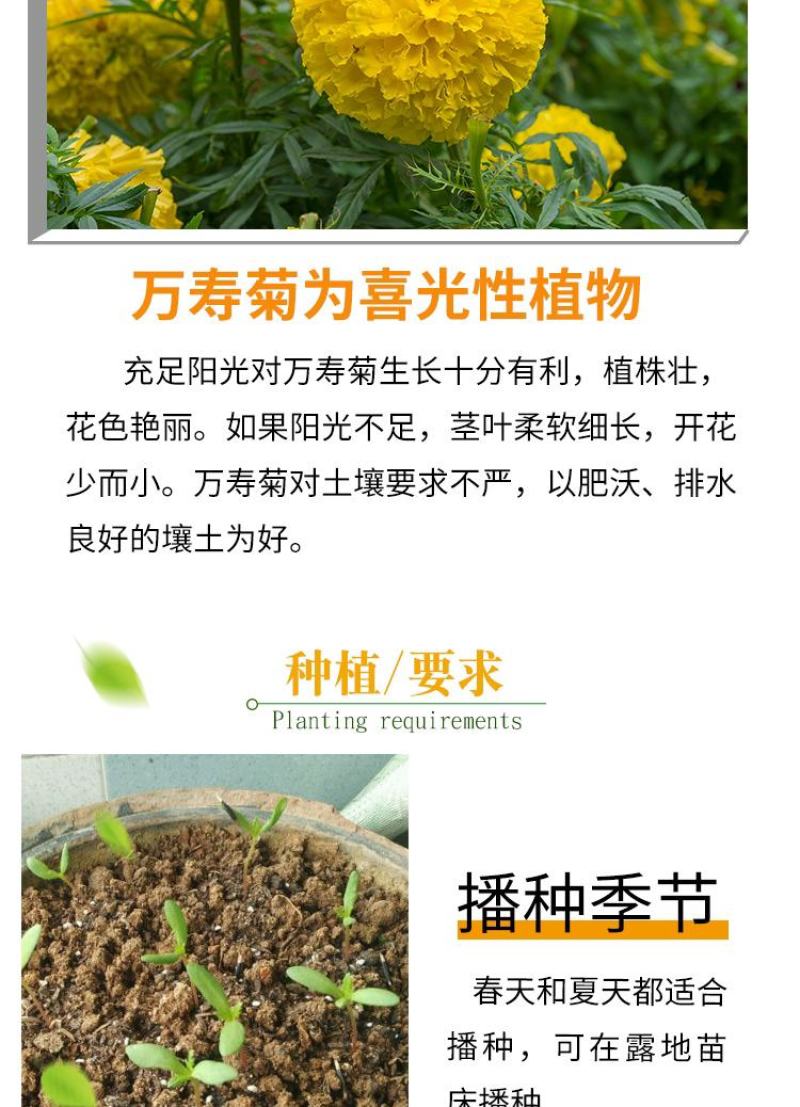 万寿菊种子四季开花易活臭芙蓉花种籽子孔雀草花种子重瓣万寿