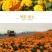 万寿菊种子四季开花易活臭芙蓉花种籽子孔雀草花种子重瓣万寿