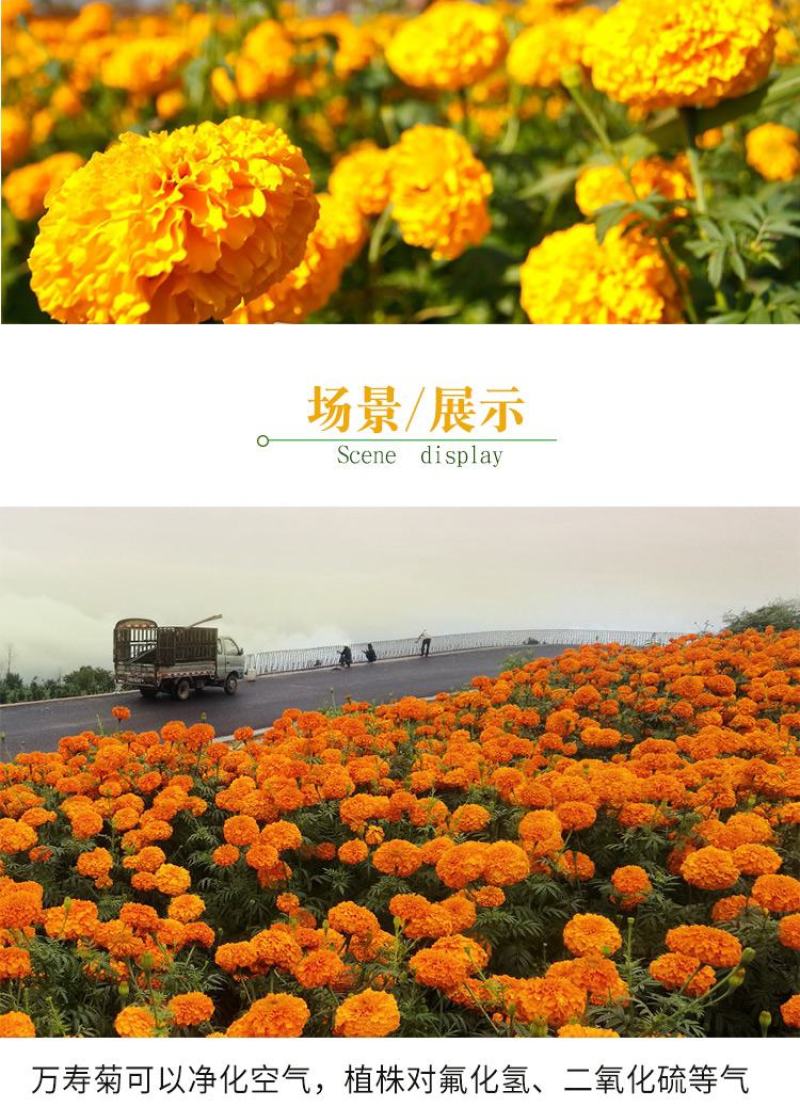 万寿菊种子四季开花易活臭芙蓉花种籽子孔雀草花种子重瓣万寿