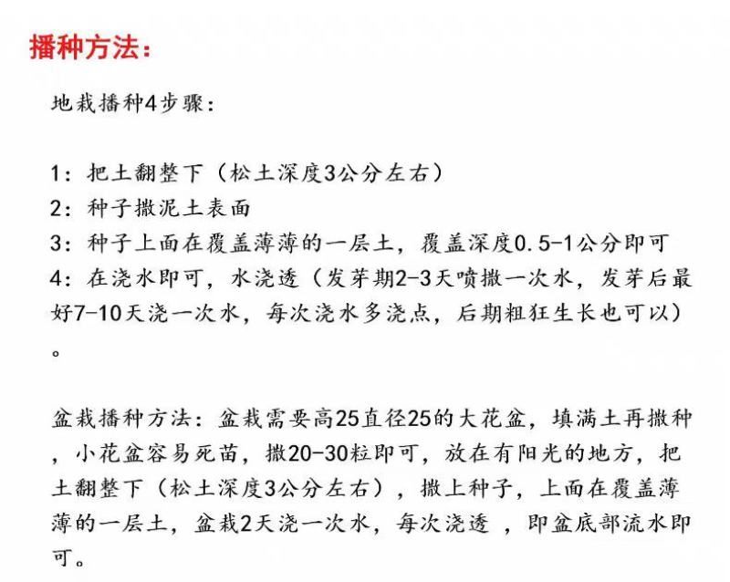 万寿菊种子四季开花易活臭芙蓉花种籽子孔雀草花种子重瓣万寿