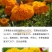 万寿菊种子四季开花易活臭芙蓉花种籽子孔雀草花种子重瓣万寿
