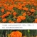 万寿菊种子四季开花易活臭芙蓉花种籽子孔雀草花种子重瓣万寿