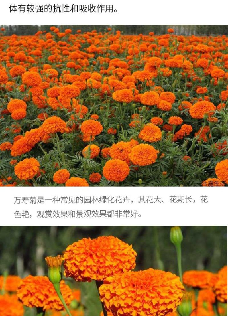 万寿菊种子四季开花易活臭芙蓉花种籽子孔雀草花种子重瓣万寿