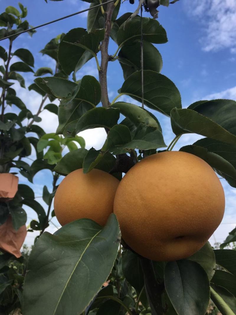 圆黄梨蜜梨砀山圆黄梨口感脆甜好吃量大