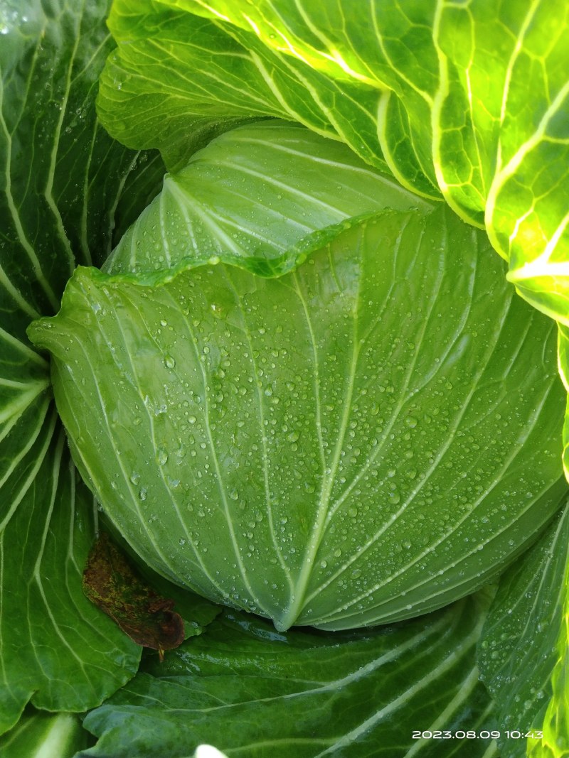 绿圆4号，平包菜高山包包菜，甘蓝，甘蓝菜，绿圆4号包包菜