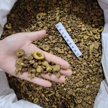 黄芩枯芩产地货源多种规格大货供应七彩百草中药材