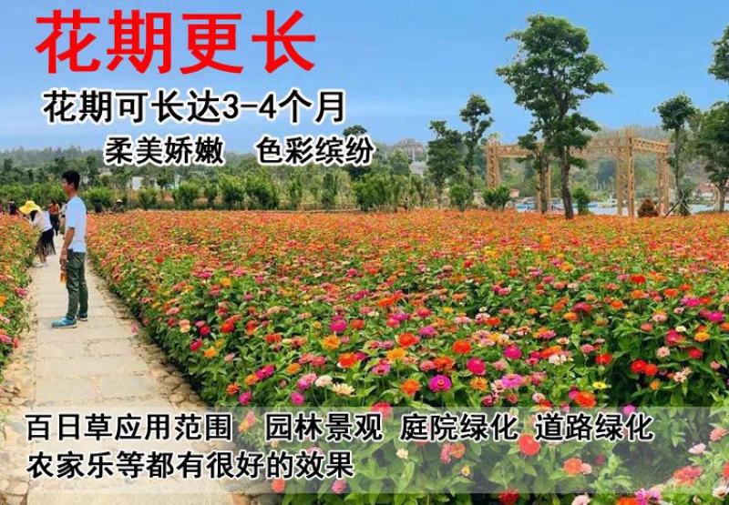 百日草花种籽子七彩重瓣百日草花种子四季开花百日菊花籽庭院