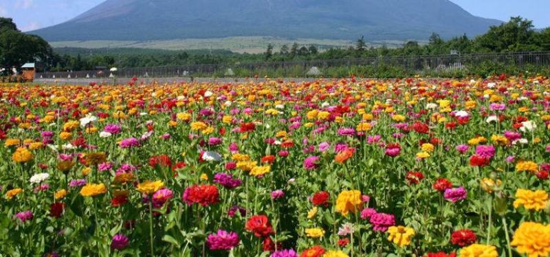 百日草花种籽子七彩重瓣百日草花种子四季开花百日菊花籽庭院