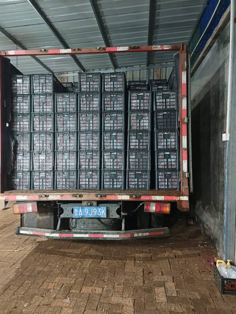 贝贝圣女果品质优质对接全国客商