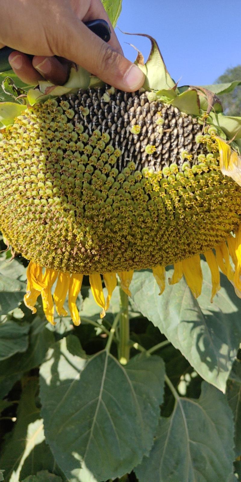 内蒙古葵花马上熟了