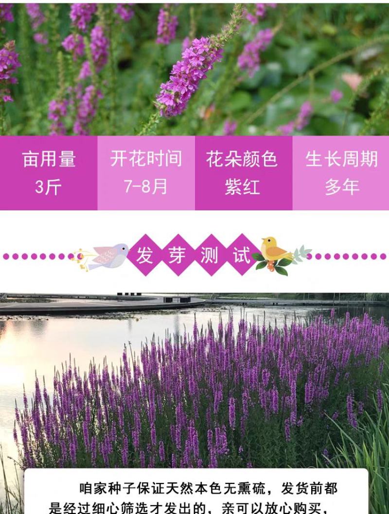 千屈菜种子水钟柳种子多年生宿根花种子四季易活庭院室外耐寒