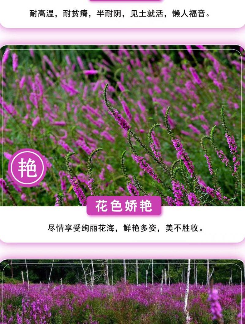千屈菜种子水钟柳种子多年生宿根花种子四季易活庭院室外耐寒