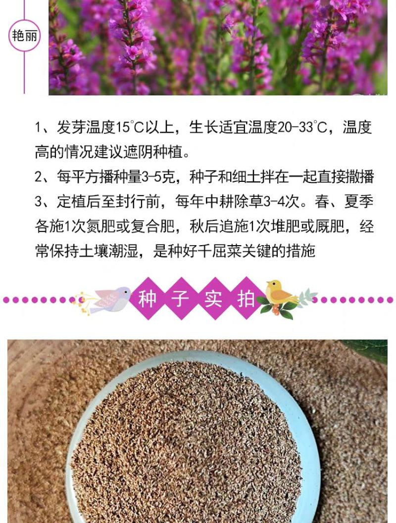 千屈菜种子水钟柳种子多年生宿根花种子四季易活庭院室外耐寒