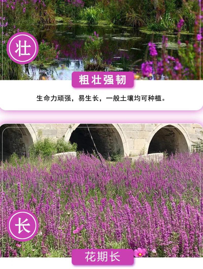千屈菜种子水钟柳种子多年生宿根花种子四季易活庭院室外耐寒