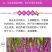 千屈菜种子水钟柳种子多年生宿根花种子四季易活庭院室外耐寒