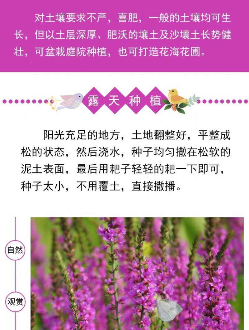 千屈菜种子水钟柳种子多年生宿根花种子四季易活庭院室外耐寒
