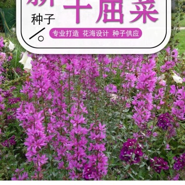 千屈菜种子水钟柳种子多年生宿根花种子四季易活庭院室外耐寒