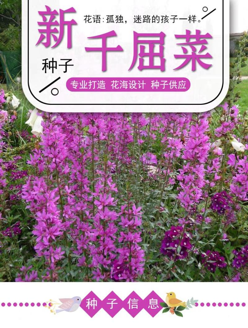 千屈菜种子水钟柳种子多年生宿根花种子四季易活庭院室外耐寒