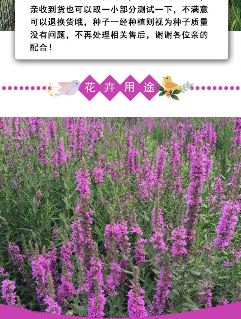 千屈菜种子水钟柳种子多年生宿根花种子四季易活庭院室外耐寒