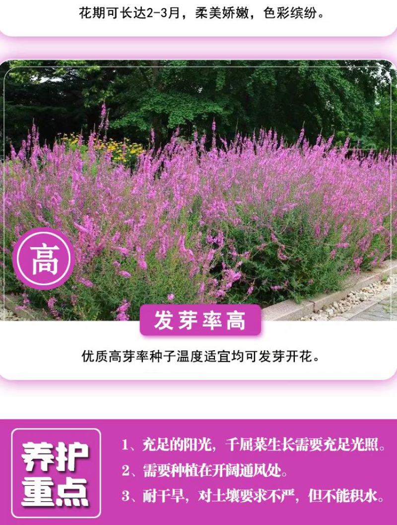 千屈菜种子水钟柳种子多年生宿根花种子四季易活庭院室外耐寒