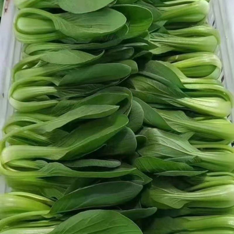 油菜无公害蔬菜北京大兴产地直销